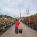 Asimina trojlaločná - Banán severu PAW PAW (Asimina triloba) ´PRIMA 1216®´ - výška 270-290 cm, kont. C35L